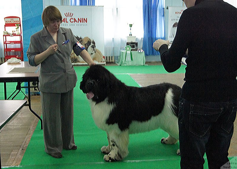 Фото: ньюфаундленд Super Bizon Cosmos (Супер Бизон Космос)