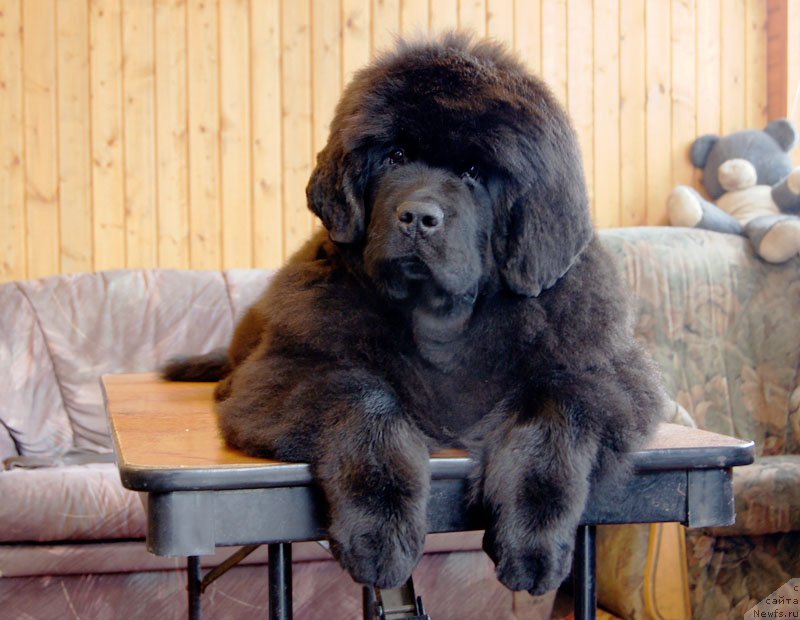 Фото: ньюфаундленд Super Bizon Lakshmi Lana (Супер Бизон Лакшми Лана)