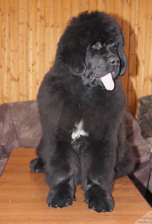 Фото: ньюфаундленд Super Bizon Lakshmi Lana (Супер Бизон Лакшми Лана)