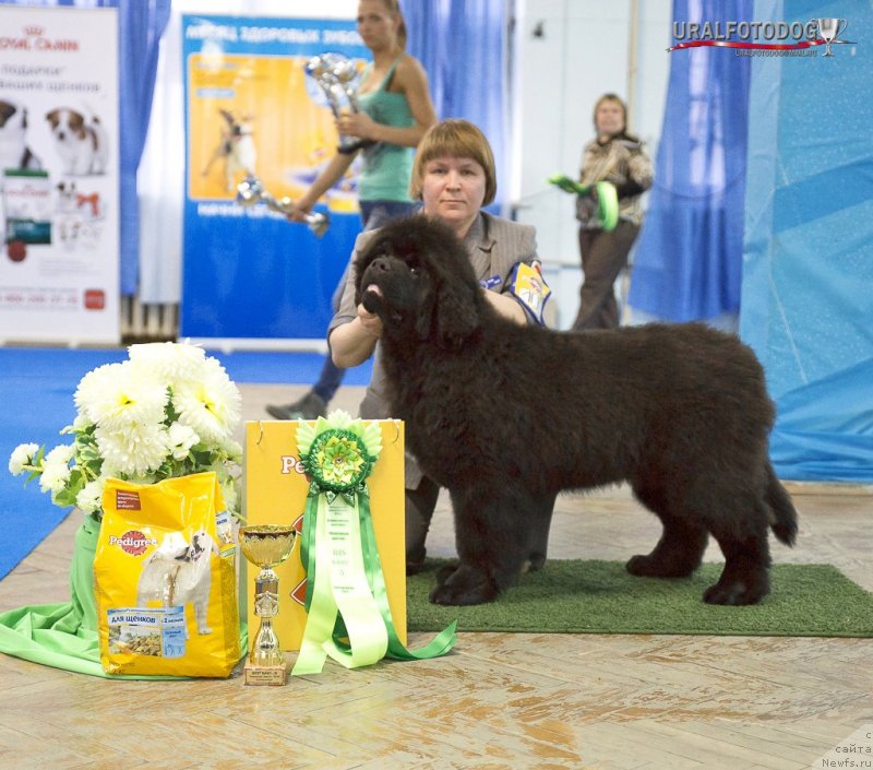 Фото: ньюфаундленд Super Bizon Lakshmi Lana (Супер Бизон Лакшми Лана)