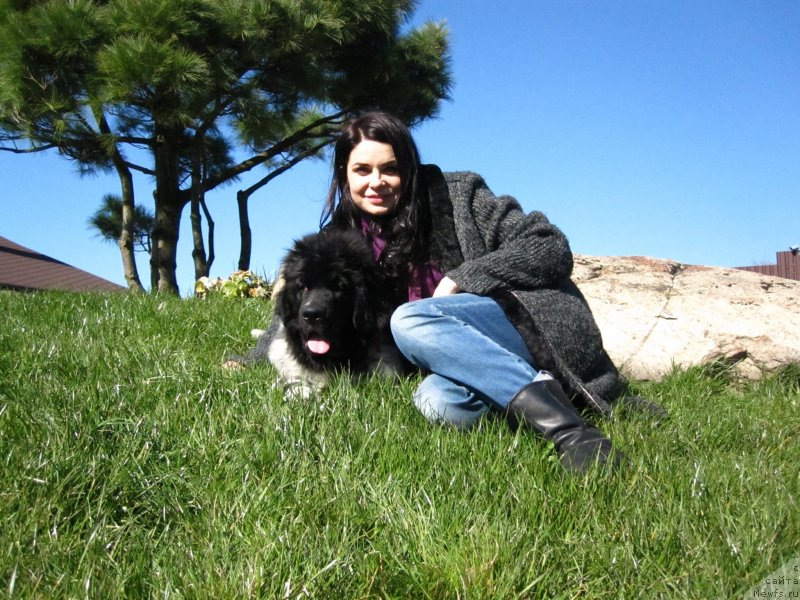 Фото: ньюфаундленд Gelios Super Mishka