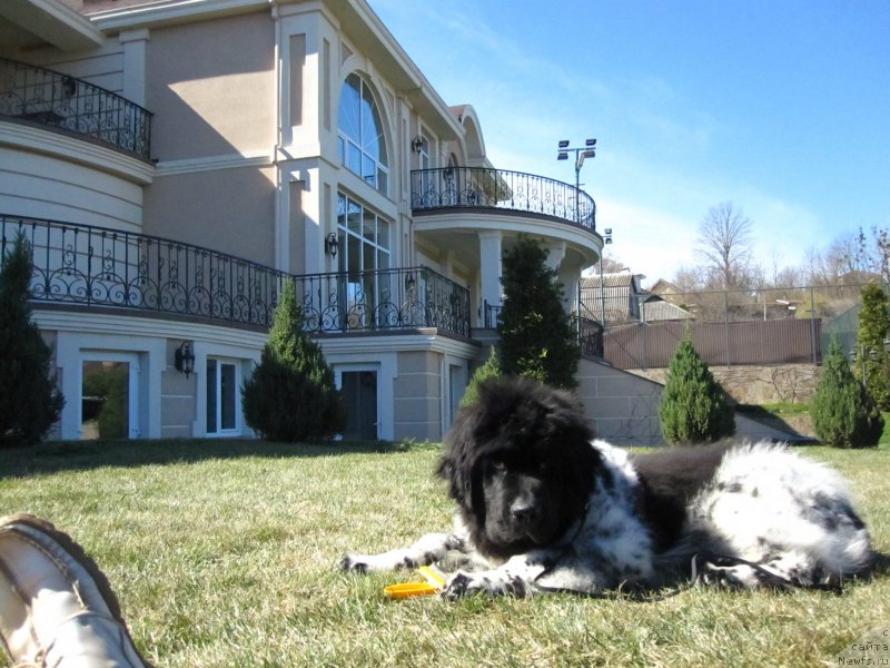 Фото: ньюфаундленд Gelios Super Mishka