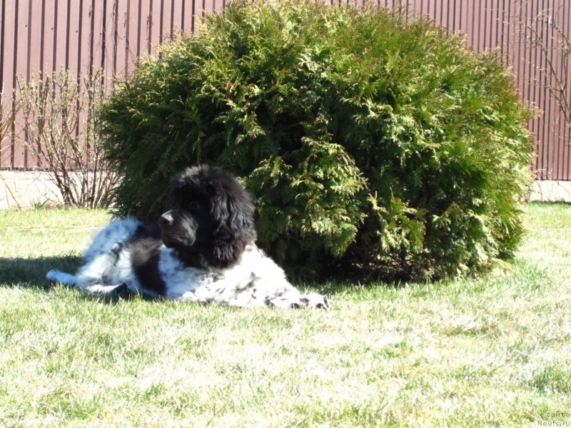 Фото: ньюфаундленд Gelios Super Mishka