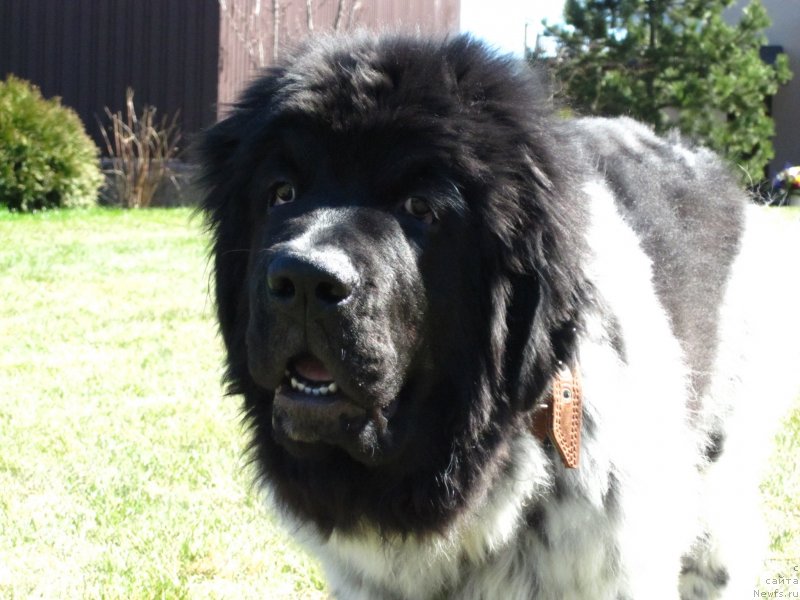 Фото: ньюфаундленд Gelios Super Mishka