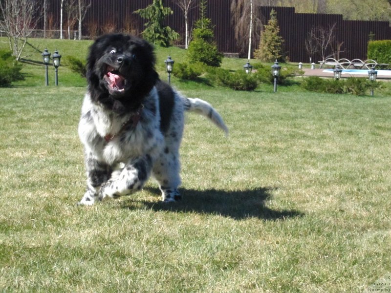 Фото: ньюфаундленд Gelios Super Mishka