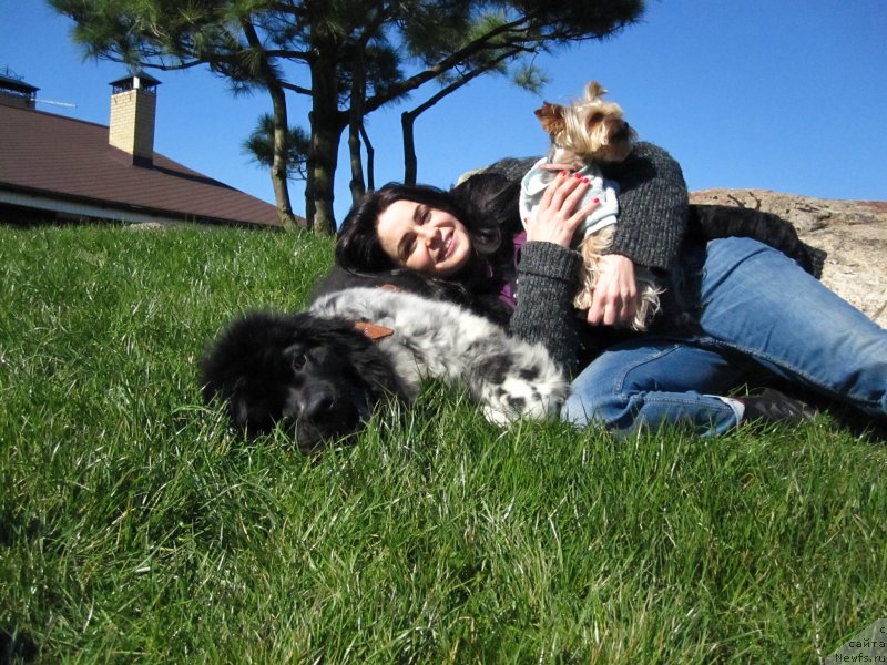 Фото: ньюфаундленд Gelios Super Mishka