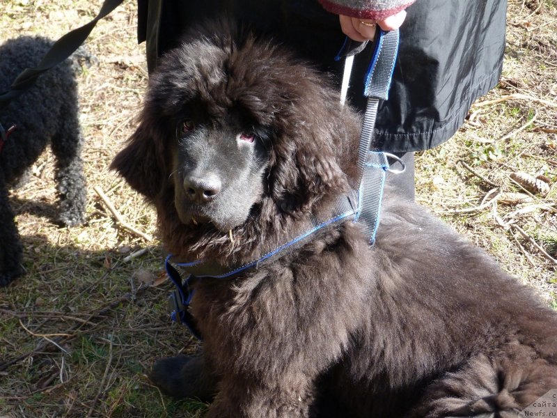 Фото: ньюфаундленд Smigar Tale of Ocean (Смигар Тэйл ов Оушен)