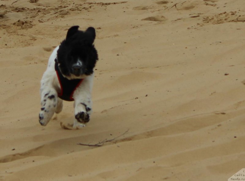 Фото: ньюфаундленд Sent Djons Isida (Сент Джонс Исида), ньюфаундленд Sent Djons Isida (Сент Джонс Исида)