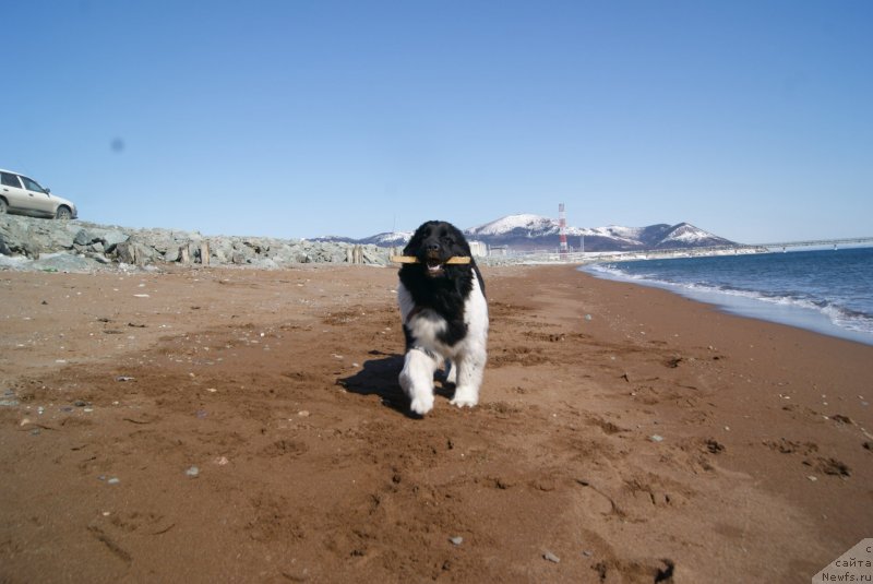 Фото: ньюфаундленд Akvian Song Karamel' (Аквиан Сонг Карамель)