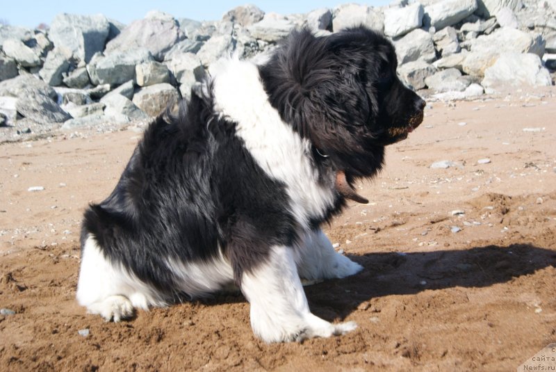 Фото: ньюфаундленд Akvian Song Karamel' (Аквиан Сонг Карамель)