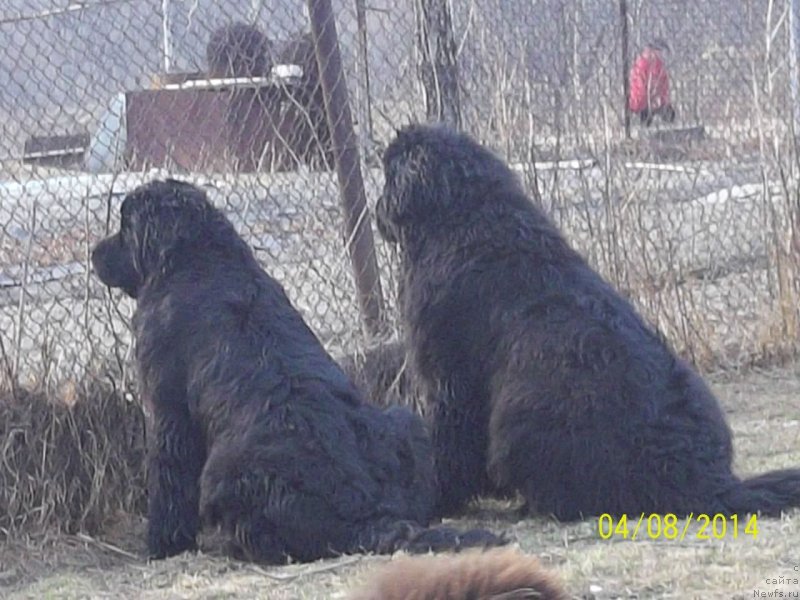 Фото: ньюфаундленд Super Premium Nao Del Trato (Супер Премиум Нао Дел Трато), ньюфаундленд Super Premium Nemessis (Супер Премиум Немессис)