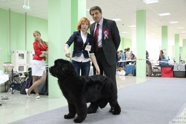 Фото: Anastasiya Degtyaryova (Анастасия Дегтярёва), ньюфаундленд Allegro Con Brio Dinastiya Soverchenstva (Аллегро Кон Брио Династия Совершенства)