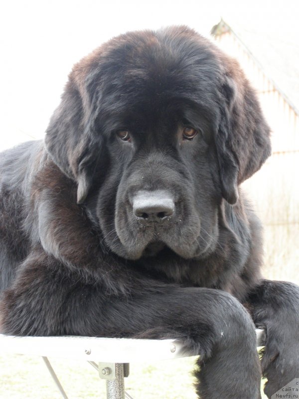 Фото: ньюфаундленд Chernaya Mafia Maybe She Will (Черная Мафия Маубе Ше Вилл)