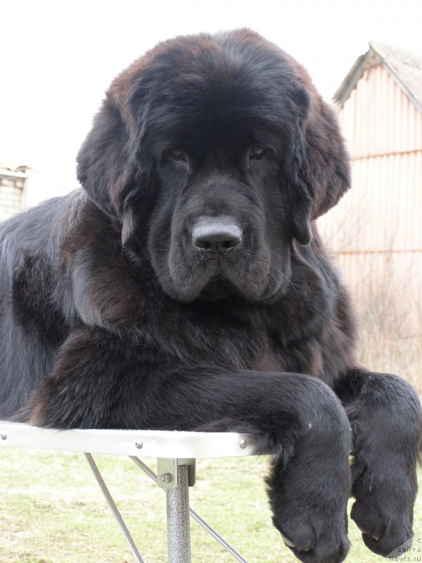 Фото: ньюфаундленд Chernaya Mafia Maybe She Will (Черная Мафия Маубе Ше Вилл)