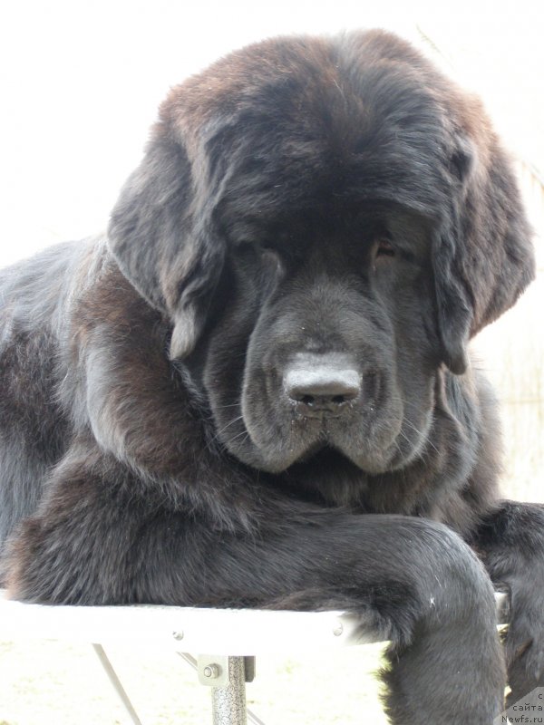 Фото: ньюфаундленд Chernaya Mafia Maybe She Will (Черная Мафия Маубе Ше Вилл)