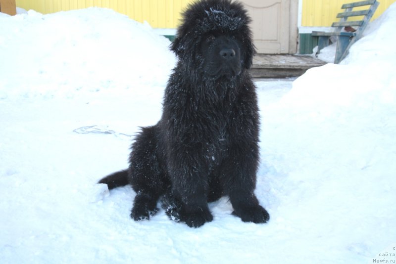 Фото: ньюфаундленд Allegians Brayt Prospekt (Аллегианс Брайт Проспект)