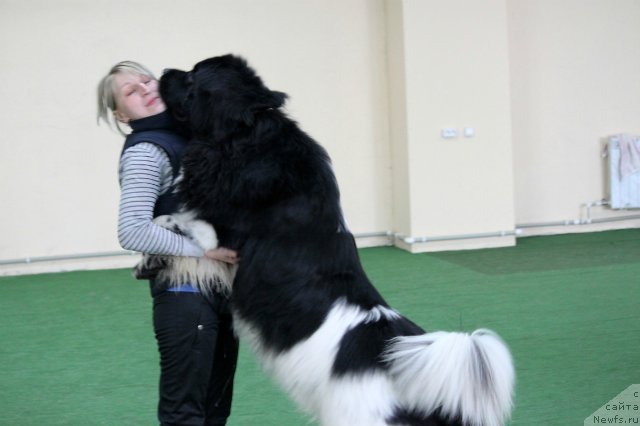Фото: ньюфаундленд Plushevaya Panda Ferrero Rond Noir (Плюшевая Панда Ферреро Ронд Нуар)