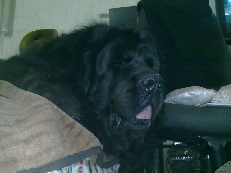 Фото: ньюфаундленд Velikiy Medved' Zagadka (Великий Медведь Загадка)