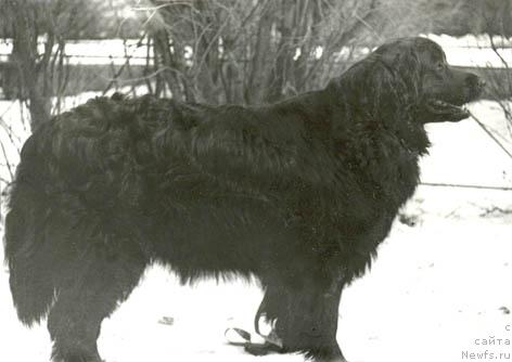 Фото: ньюфаундленд Ul'dana Bard (Ульдана Бард)