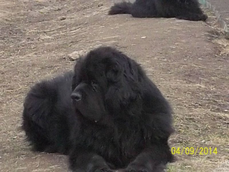 Фото: ньюфаундленд Super Premium Liniel Daylirring (Супер Премиум Линиэль Дайлиррин)