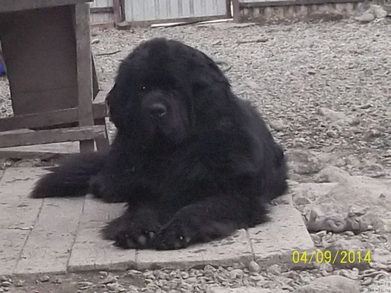 Фото: ньюфаундленд Super Premium Liniel Daylirring (Супер Премиум Линиэль Дайлиррин)