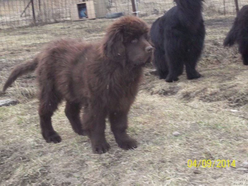 Фото: ньюфаундленд N'yufort YU'Severino (Ньюфорт Ю'Северино)