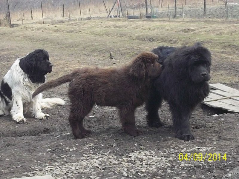 Фото: ньюфаундленд Super Premium Litoniel Vallaninor (Супер Премиум Литониэль Валланинор), ньюфаундленд Super Premium Nao Del Trato (Супер Премиум Нао Дел Трато), ньюфаундленд N'yufort YU'Severino (Ньюфорт Ю'Северино)