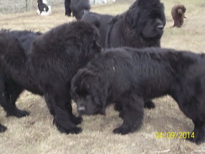 Фото: ньюфаундленд Super Premium Liniel Daylirring (Супер Премиум Линиэль Дайлиррин), ньюфаундленд Super Premium Nao Del Trato (Супер Премиум Нао Дел Трато), ньюфаундленд Super Premium Nemessis (Супер Премиум Немессис)