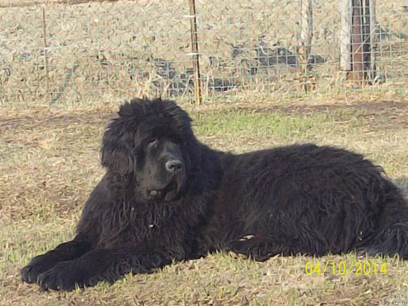 Фото: ньюфаундленд Super Premium Nao Del Trato (Супер Премиум Нао Дел Трато)