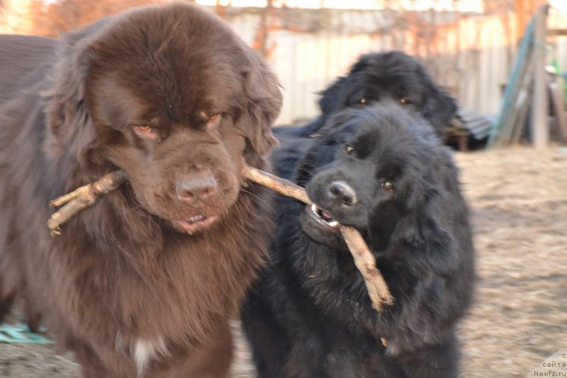 Фото: ньюфаундленд Aquatoriya Kelvin Riverdance (Акватория Келвин Риверданс), ньюфаундленд Talisman Morya Mishel' (Талисман Моря Мишель)