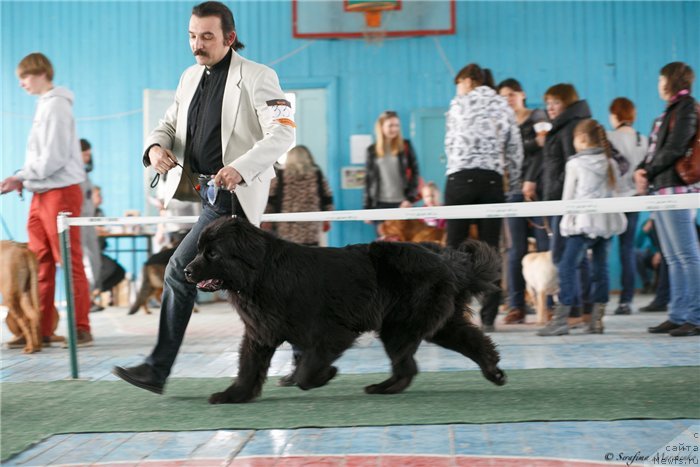 Фото: ньюфаундленд Bi Perfekt Arabella (Би Перфект Арабелла), Шуваев Дмитрий-владелец