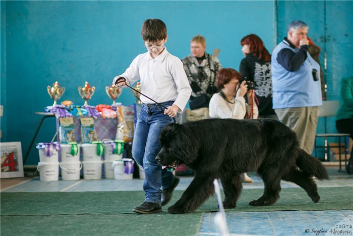 Фото: ньюфаундленд Bi Perfekt Arabella (Би Перфект Арабелла), мой старший сынок Миша