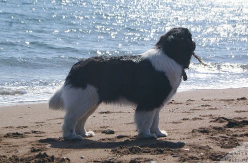 Фото: ньюфаундленд Akvian Song Karamel' (Аквиан Сонг Карамель)