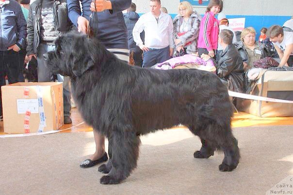 Фото: ньюфаундленд Akvian Song Insayd Mi Vord (Аквиан Сонг Инсайд Ми Ворд)