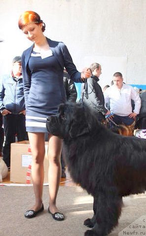 Фото: ньюфаундленд Akvian Song Insayd Mi Vord (Аквиан Сонг Инсайд Ми Ворд)