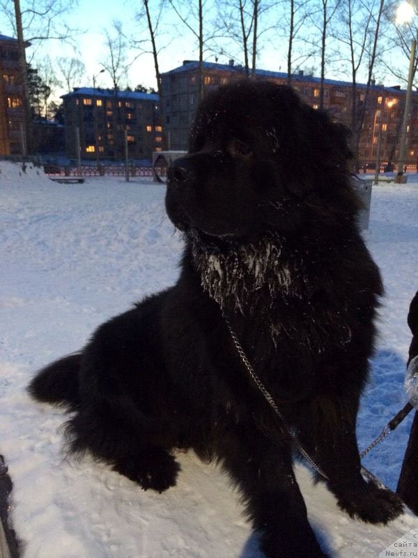 Фото: ньюфаундленд CHeyz Kaden Kleve Led (Чейз Каден Клеве Лед)