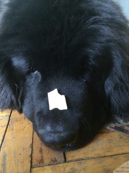 Фото: ньюфаундленд Dar Svezyi Milk on Pavs (Дар Свезы Милк он Павс)