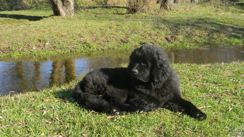 Фото: ньюфаундленд Chernoglazaya Kalista Kara Deniz