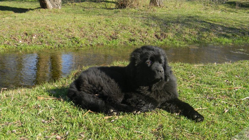 Фото: ньюфаундленд Chernoglazaya Kalista Kara Deniz