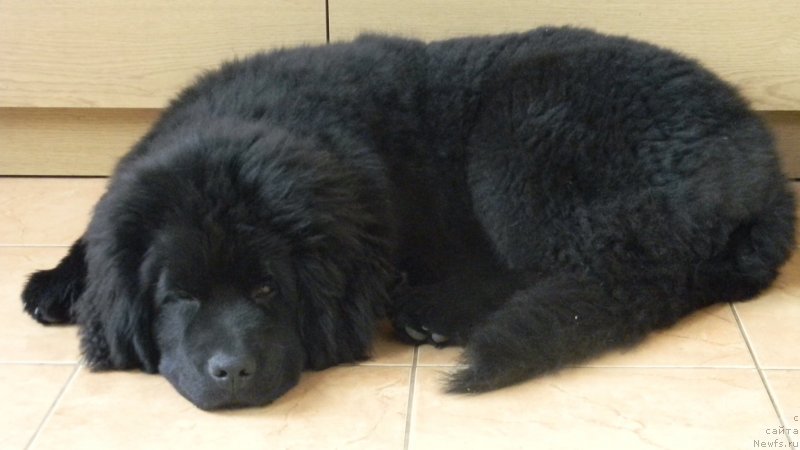 Фото: ньюфаундленд Chernoglazaya Kalista Kara Deniz
