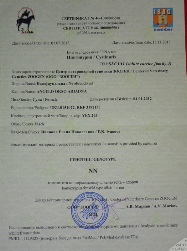 Фото: ньюфаундленд Angelo Orso Ariadna (Анджело Орсо Ариадна)