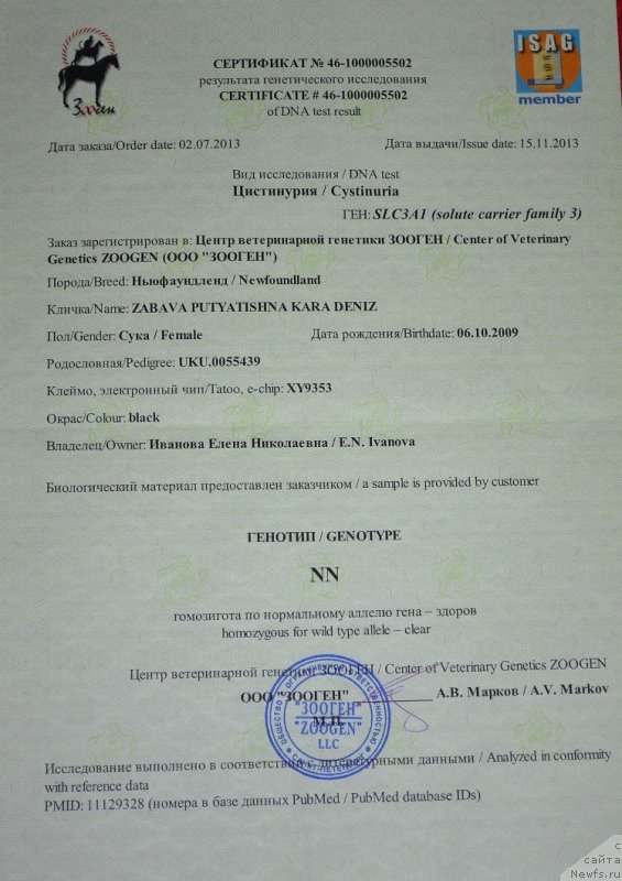 Фото: ньюфаундленд Zabava Putyatishna Kara Deniz (Забава Путятишна Кара Дениз)