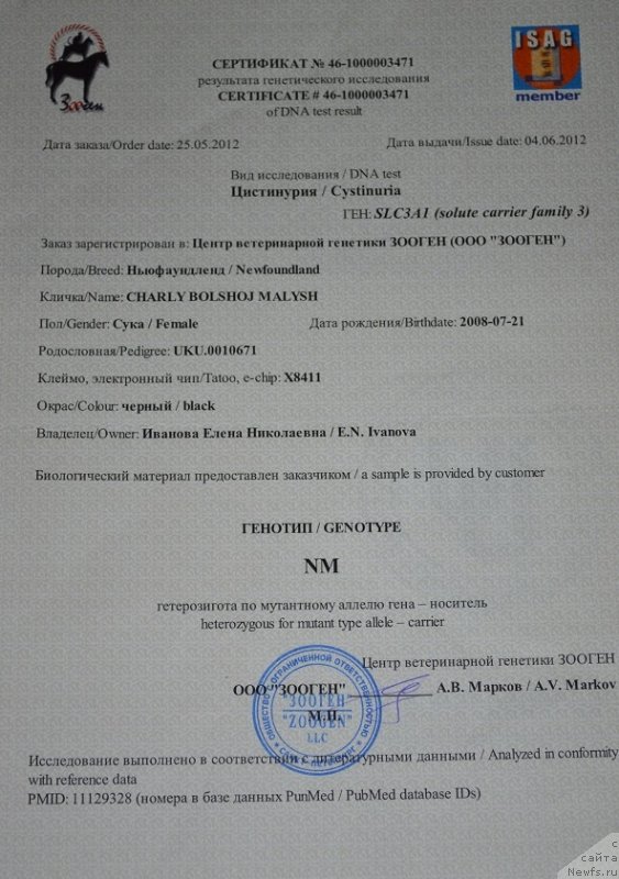 Фото: ньюфаундленд Charly Bolshoj Malysh (Чарли Большой Малыш)