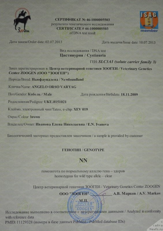 Фото: ньюфаундленд Angelo Orso Varyag (Анджело Орсо Варяг)