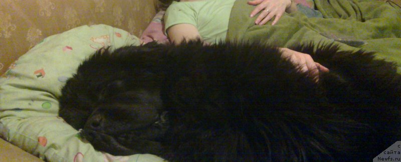 Фото: ньюфаундленд Chernaya Mafia Must Have (Черная Мафия Муст Хаве)