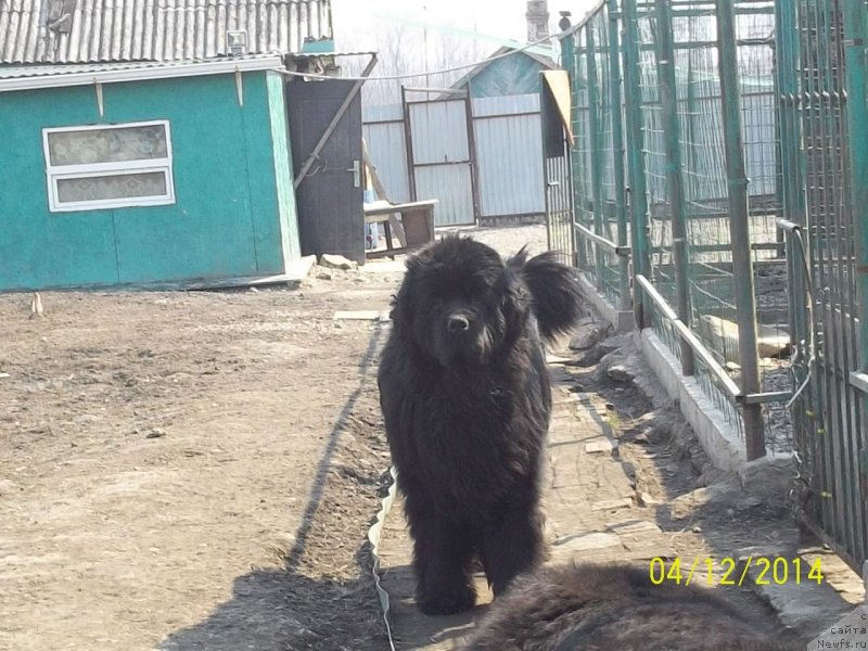 Фото: ньюфаундленд Super Premium Mikado (Супер Премиум Микадо)