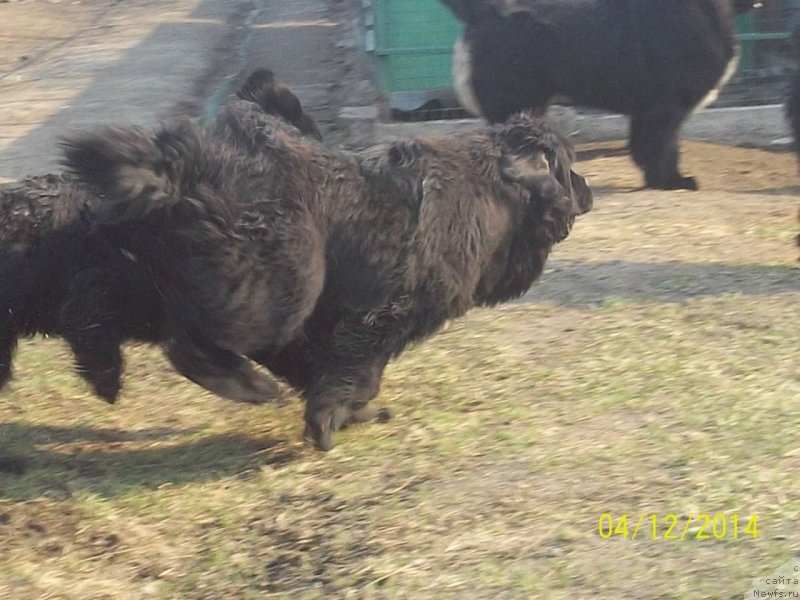 Фото: ньюфаундленд Super Premium Nemessis (Супер Премиум Немессис)