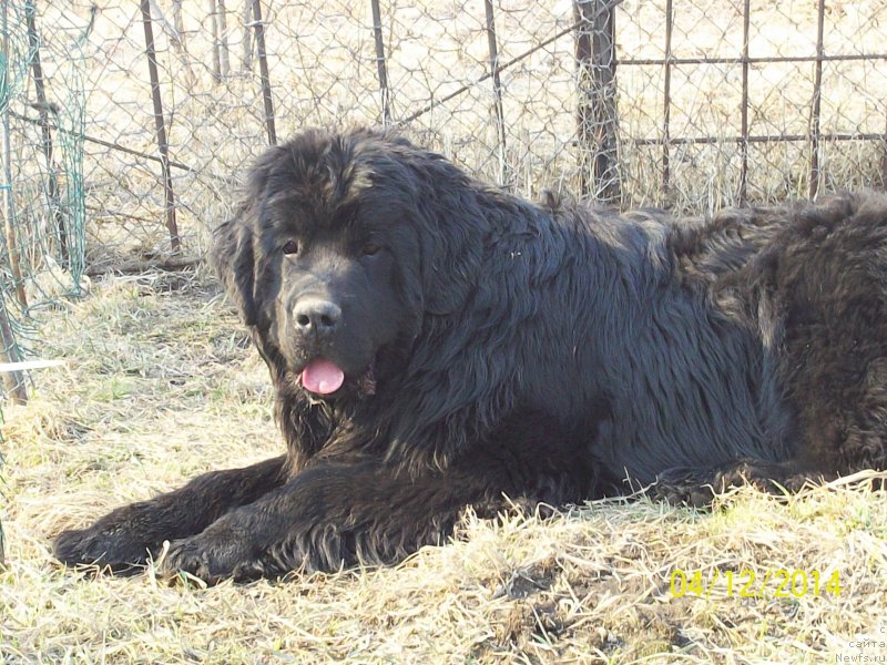 Фото: ньюфаундленд Super Premium Nemessis (Супер Премиум Немессис)