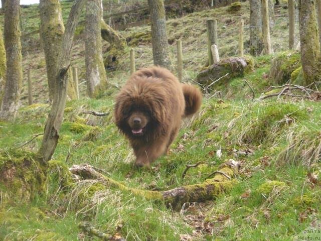 Фото: ньюфаундленд Hello I am Czar s Berega Dona (Хелло Ай Эм Царь с Берега Дона)
