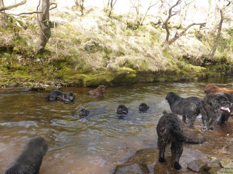 Фото: ньюфаундленд Hello I am Czar s Berega Dona (Хелло Ай Эм Царь с Берега Дона)